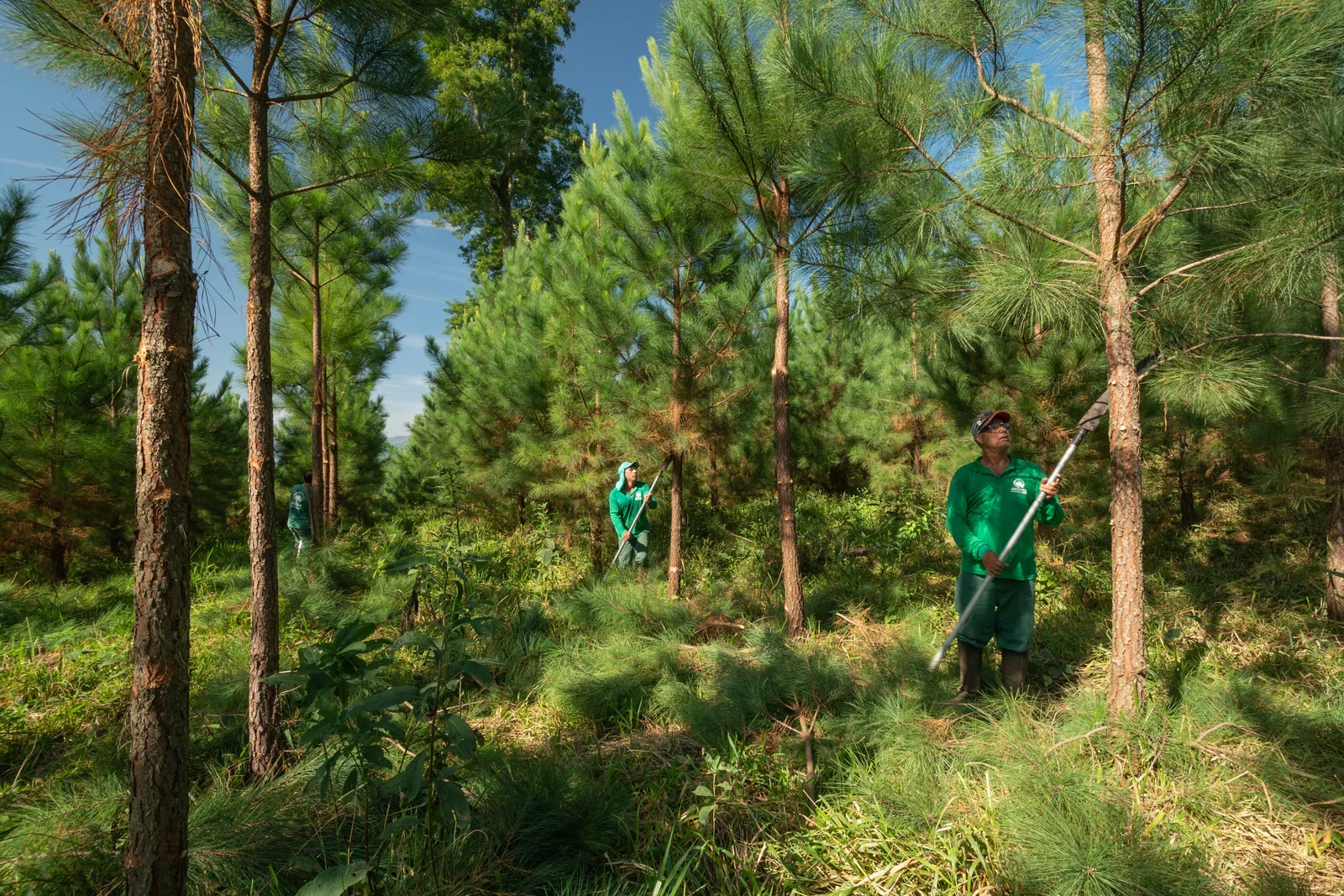 Profissionais realizando manejo em uma área de pinus